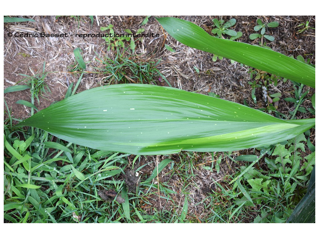 ASPIDISTRA ELATIOR 'STARS AND STRIPES'