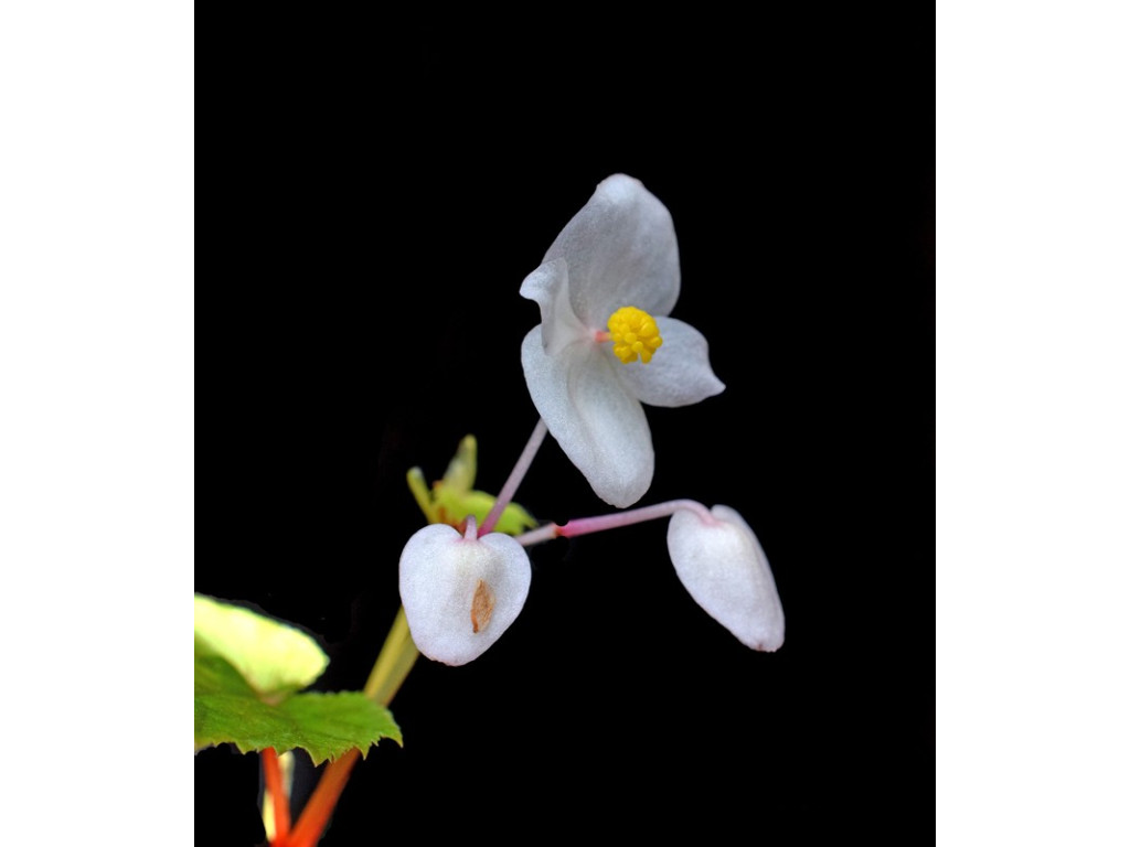 BEGONIA GRANDIS f.ALBA