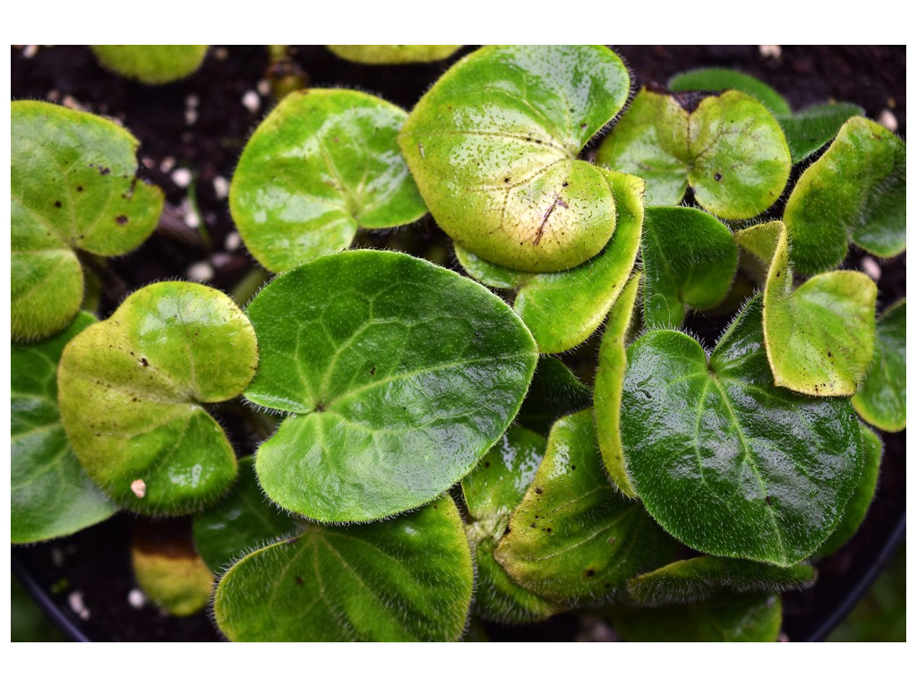 ASARUM PULCHELLUM 'THE FUZZ'