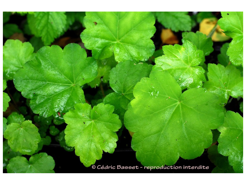 HEUCHERA VILLOSA