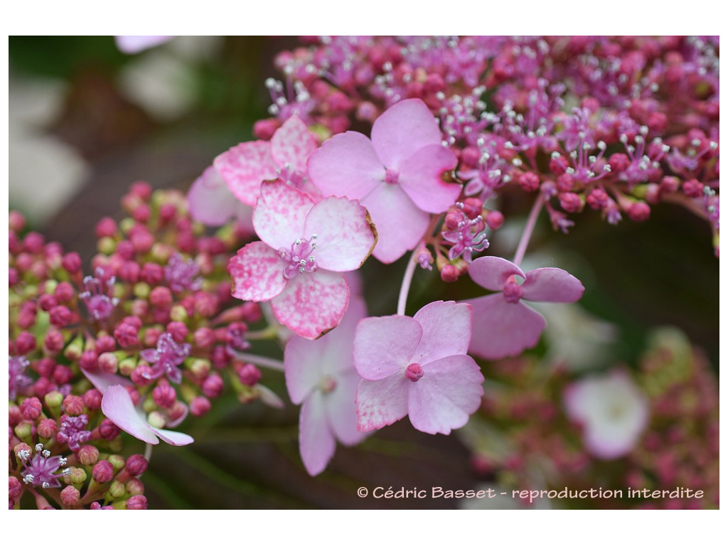 HYDRANGEA SERRATA 'AKA TSANAYAMA'