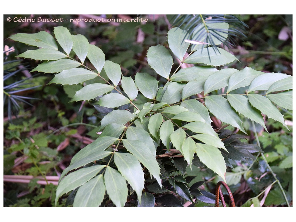 MAHONIA CONFUSA