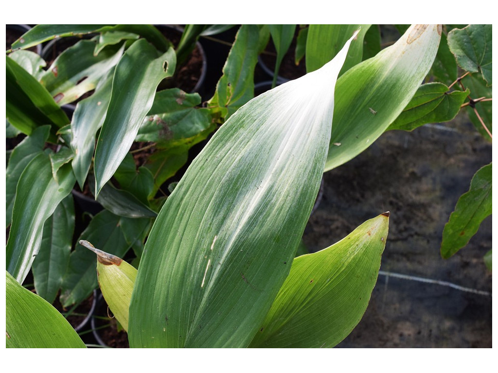 ASPIDISTRA ELATIOR 'ASAHI'