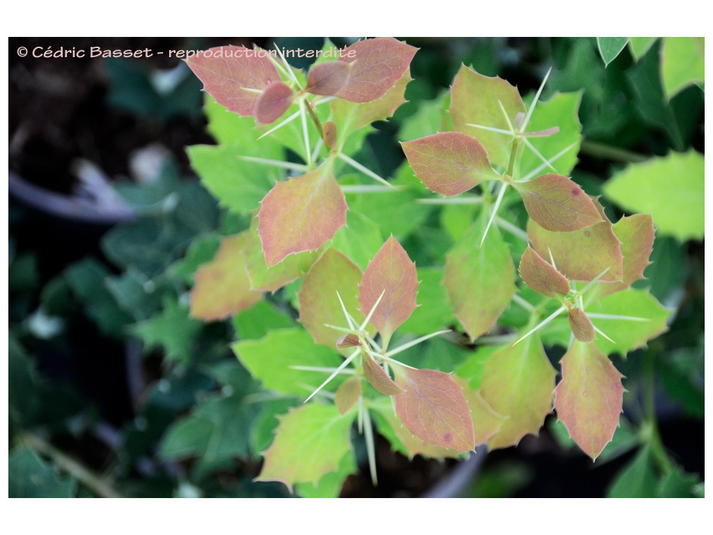 BERBERIS sp.