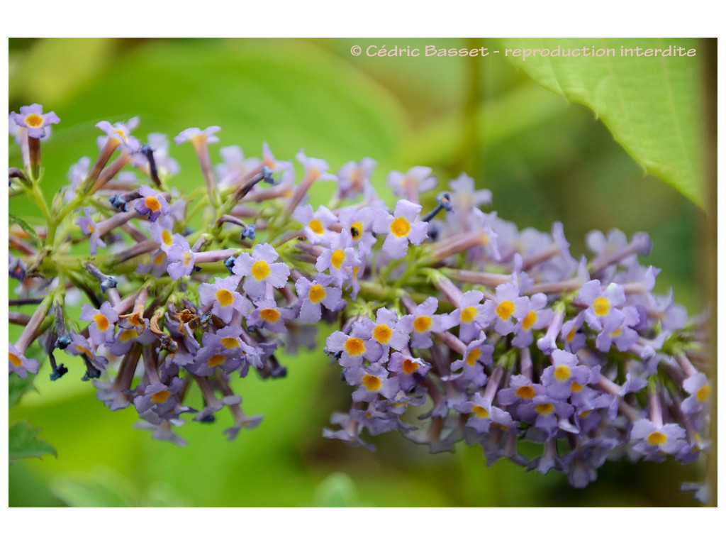 BUDDLEJA sp. W/O-9010