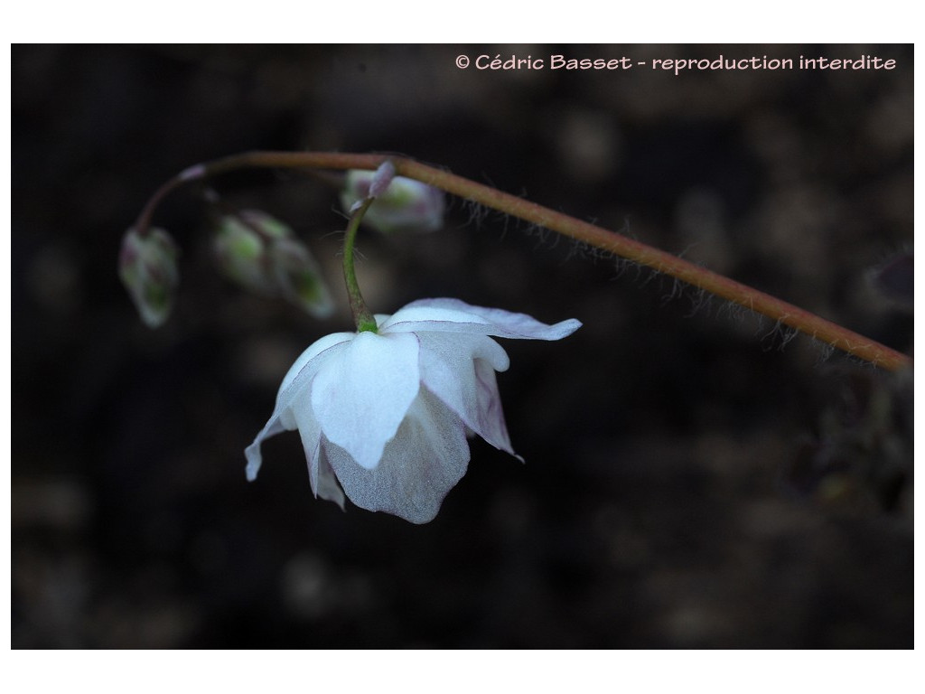 copy of EPIMEDIUM 'AMANOGAWA'