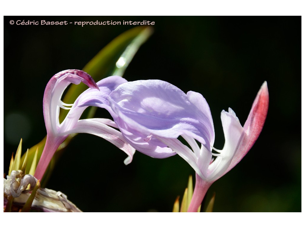 ROSCOEA PURPURATA 'SPICE ISLAND'