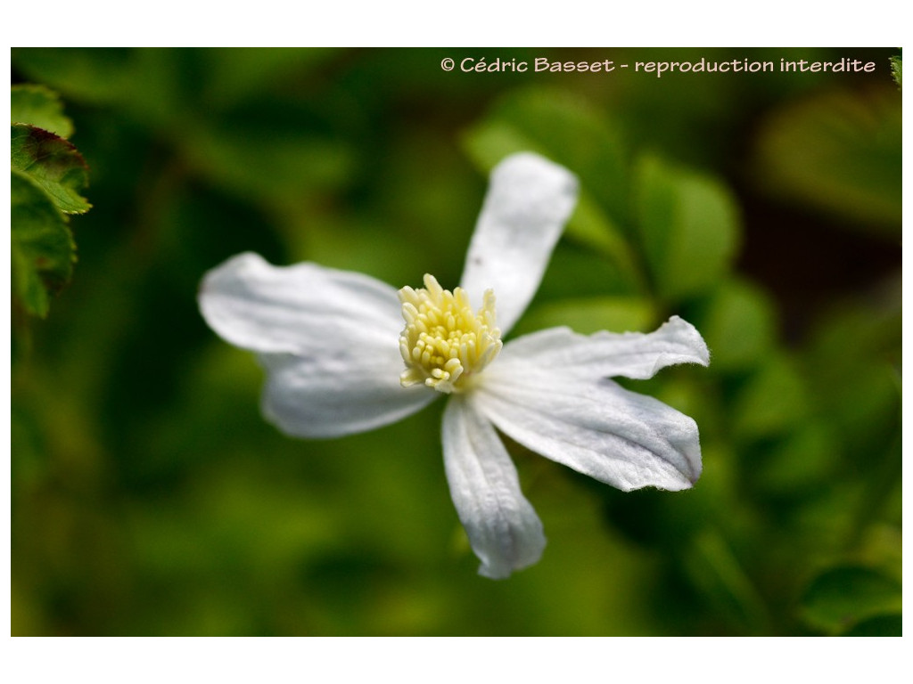 CLEMATIS SONGARICA KG5678 CLEMATIS SONGARICA KG5678
