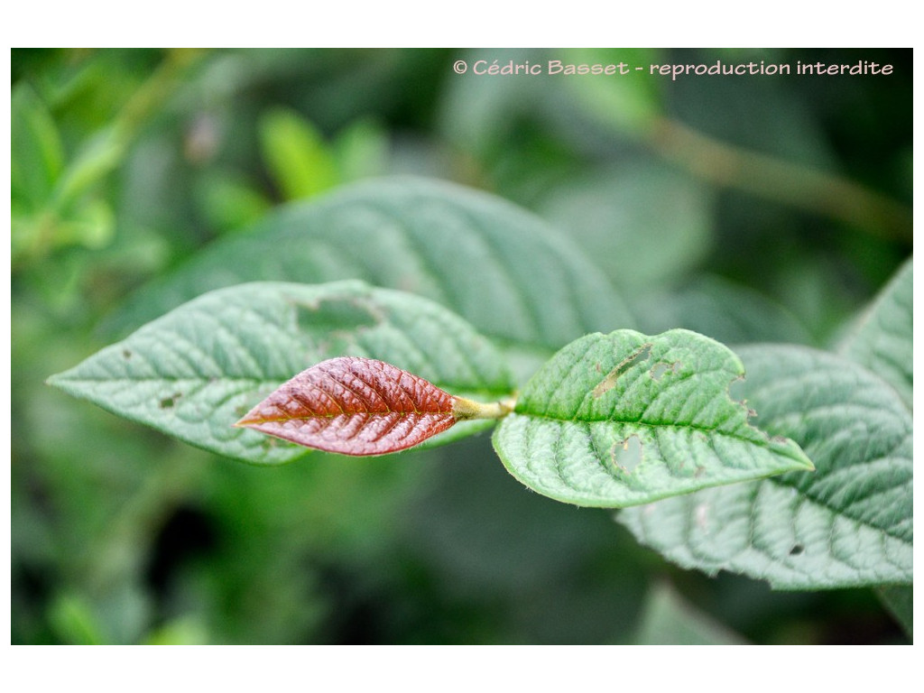 COTONEASTER CORNIFOLIUS Ogisu 93330