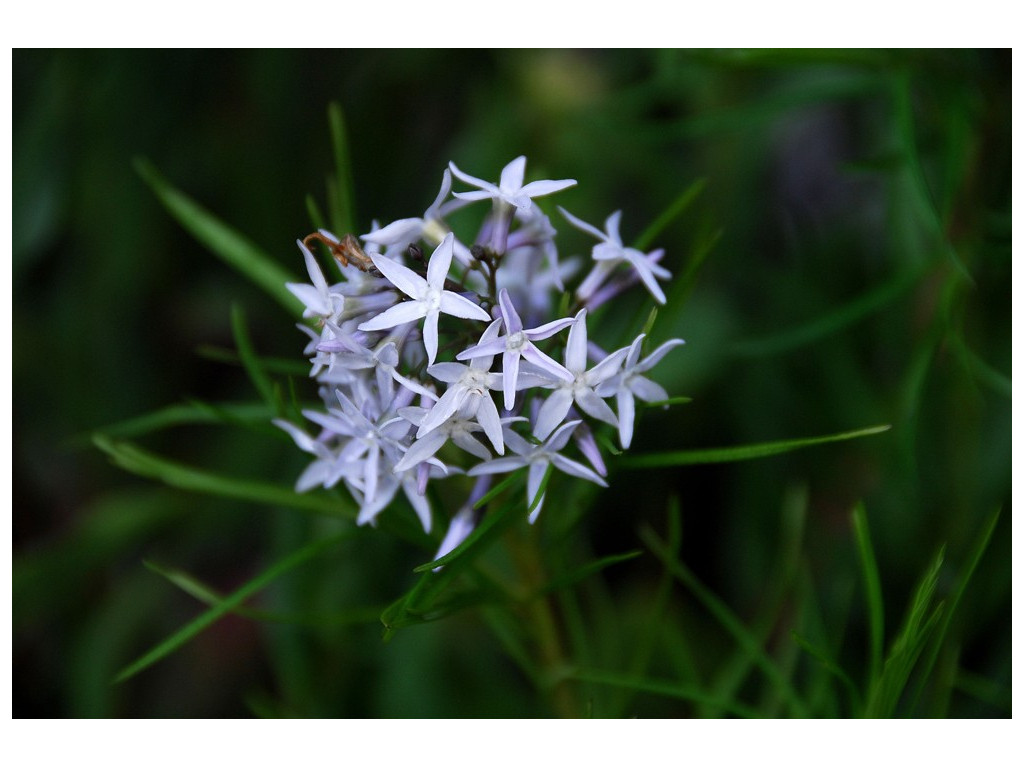 AMSONIA HUBRICHTII