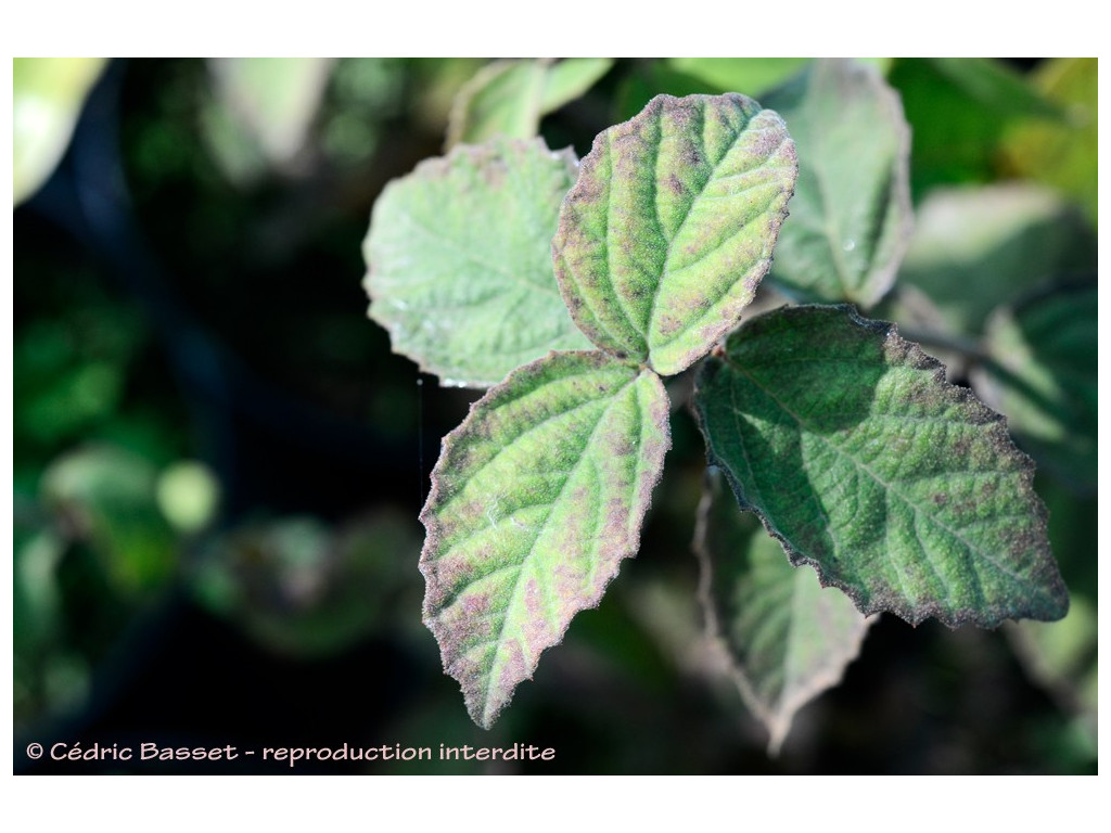 VIBURNUM aff.EROSUM CBJP2025