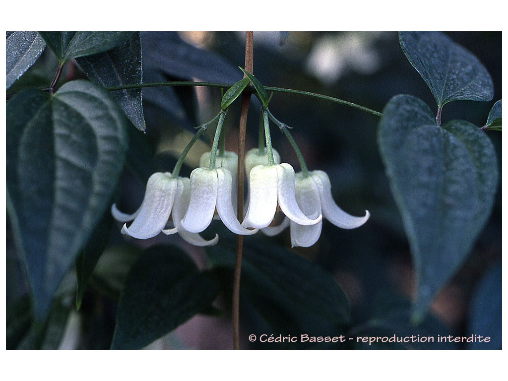 CLEMATIS UROPHYLLA