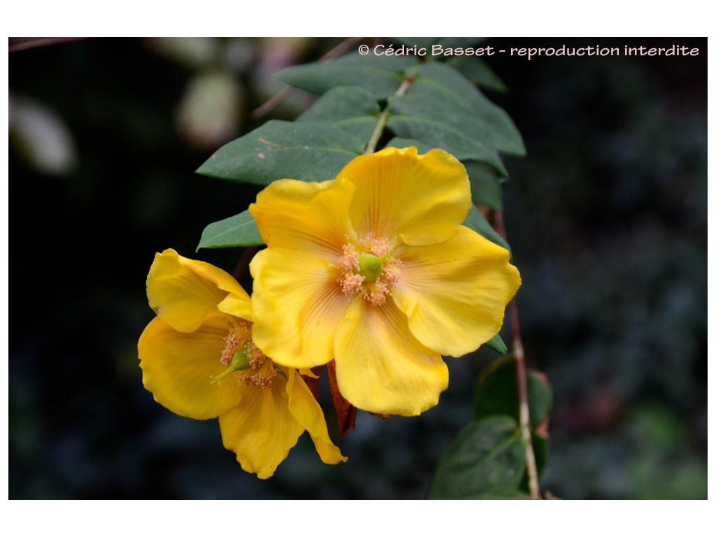 HYPERICUM sp. arbustif