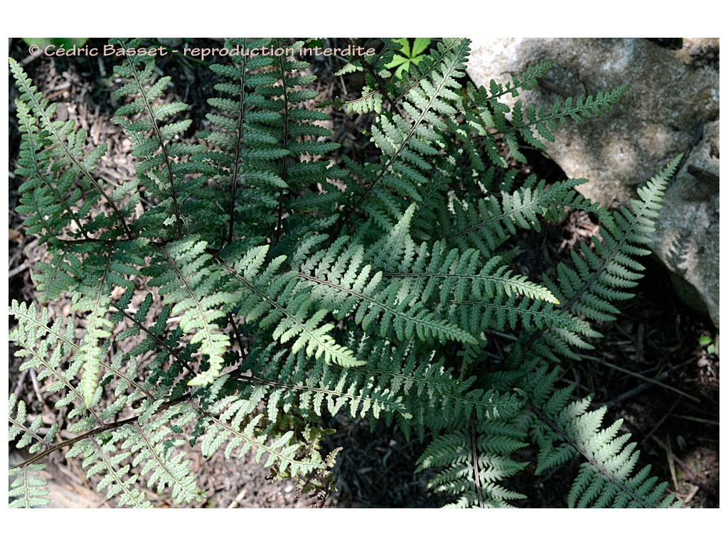 ATHYRIUM 'GHOST'