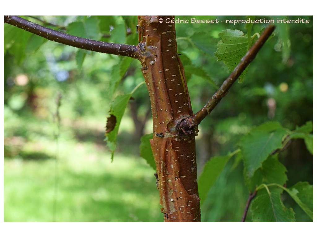 BETULA ERMANII 'HAKKODA ORANGE'