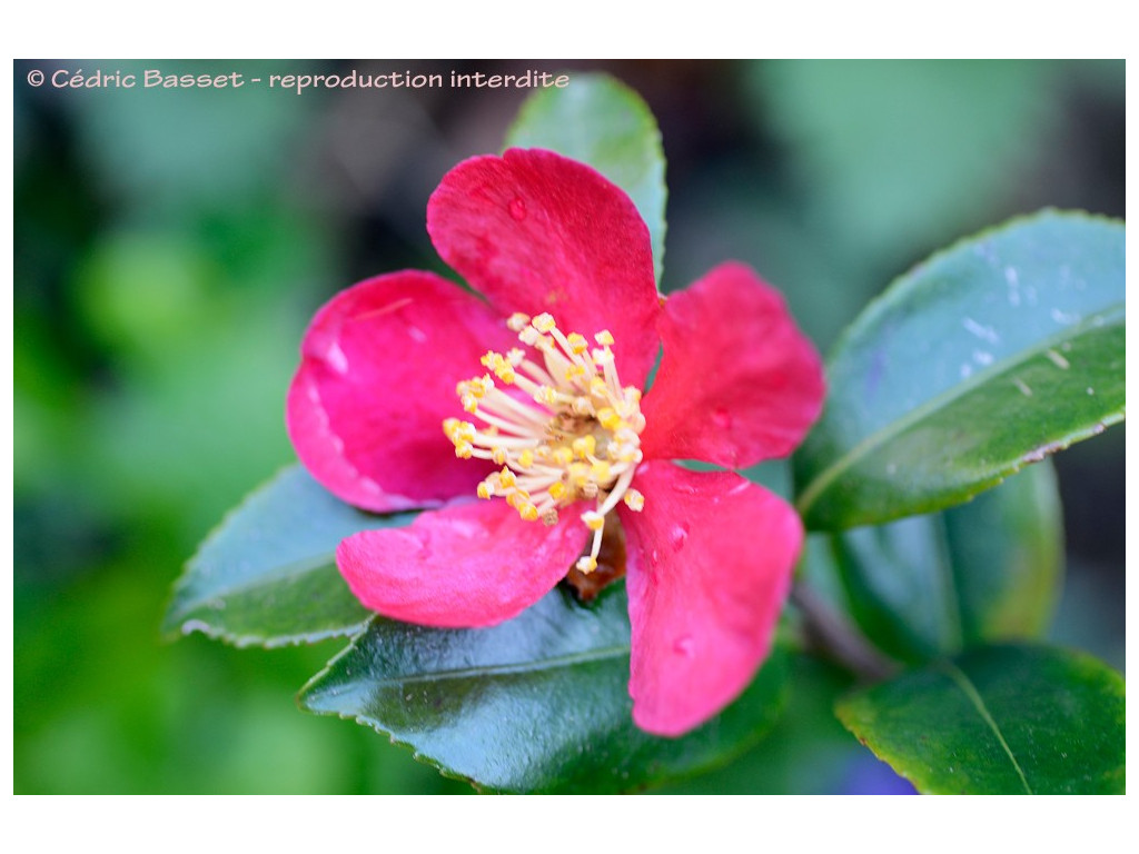 CAMELLIA SASANQUA 'HIRYU' CAMELLIA SASANQUA 'HIRYU'