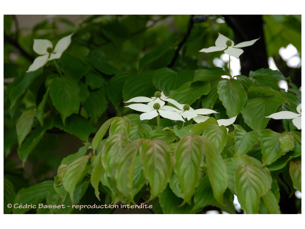 CORNUS KOUSA CORNUS KOUSA