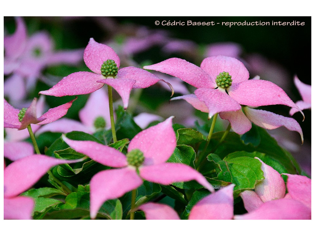 CORNUS KOUSA 'BENI FUJI'