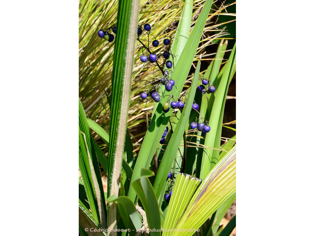 DIANELLA REVOLUTA