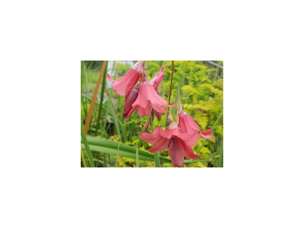 DIERAMA DRACOMONTANUM