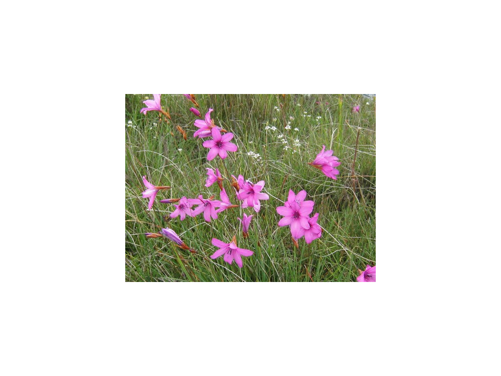 DIERAMA TRICHORHIZUM