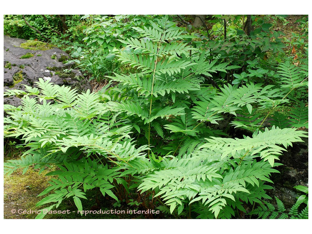 OSMUNDA JAPONICA