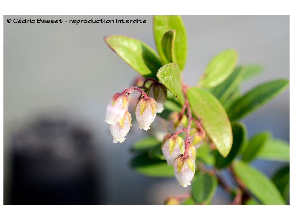 PIERIS PHILLYREIFOLIA, Pieris grimpant