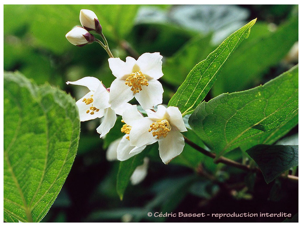 PHILADELPHUS PURPURASCENS H&M1486