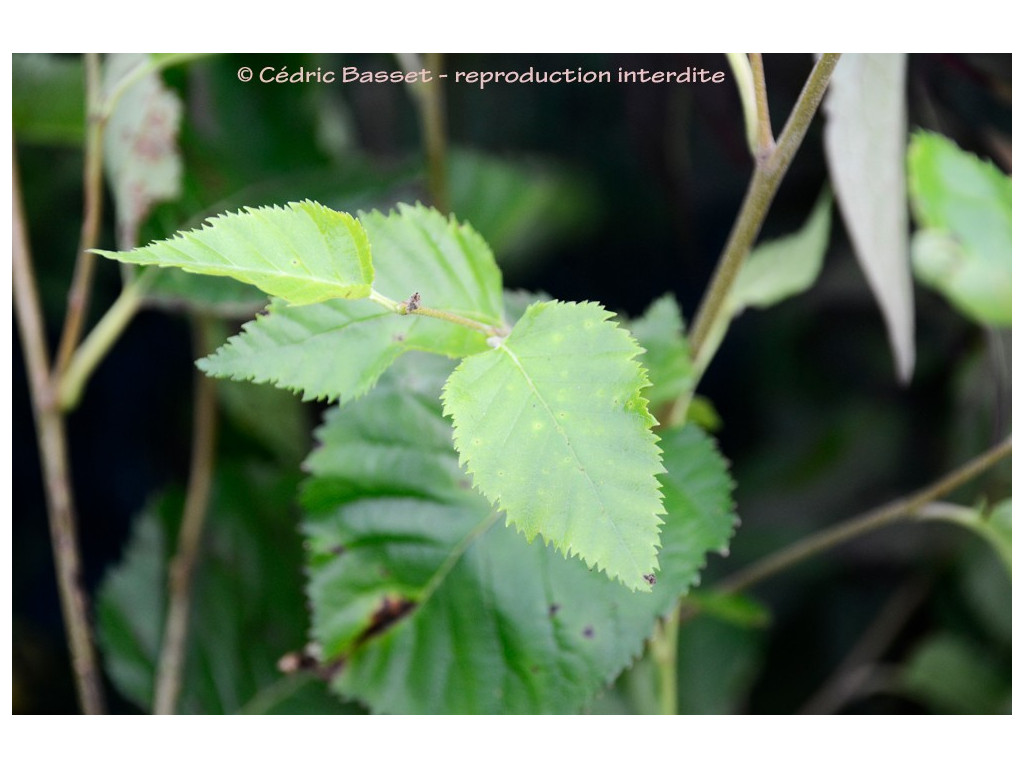 copy of BETULA UTILIS 'NEPALESE ORANGE'