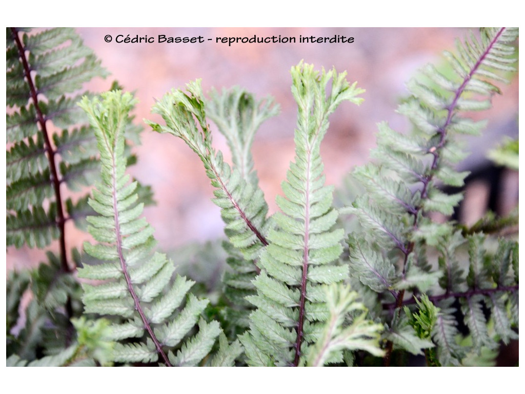 ATHYRIUM NIPONICUM 'CRESTED SURF'