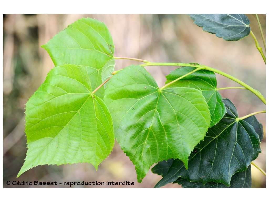 copy of TILIA CHINGIANA