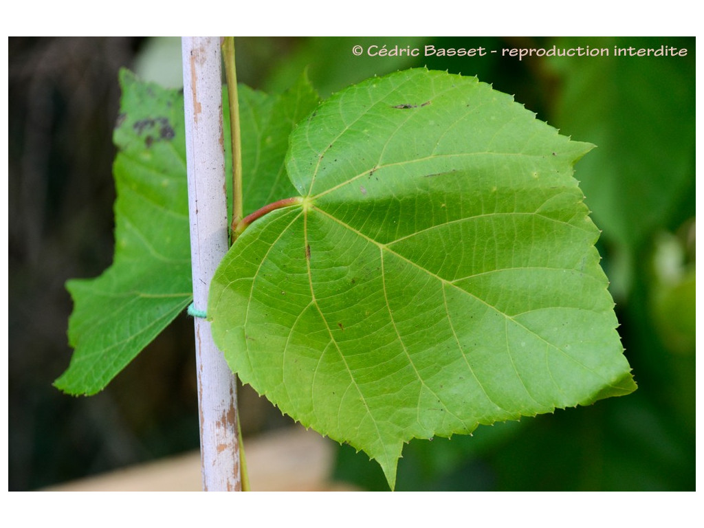 copy of TILIA CHINGIANA