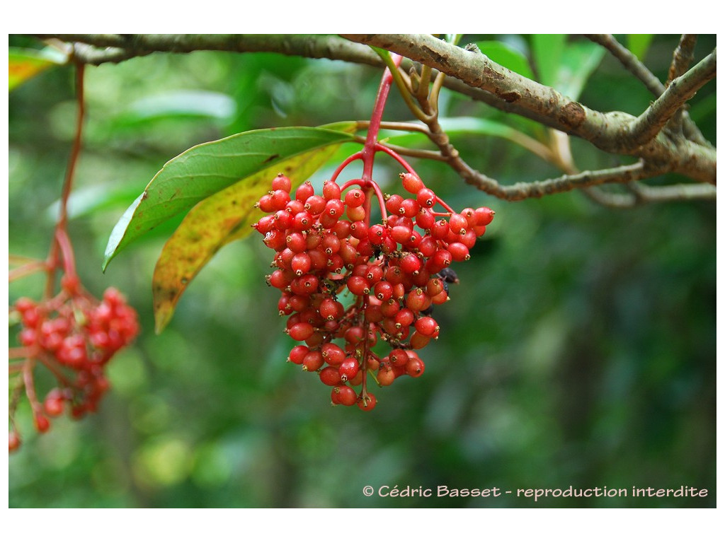 VIBURNUM AWABUKI