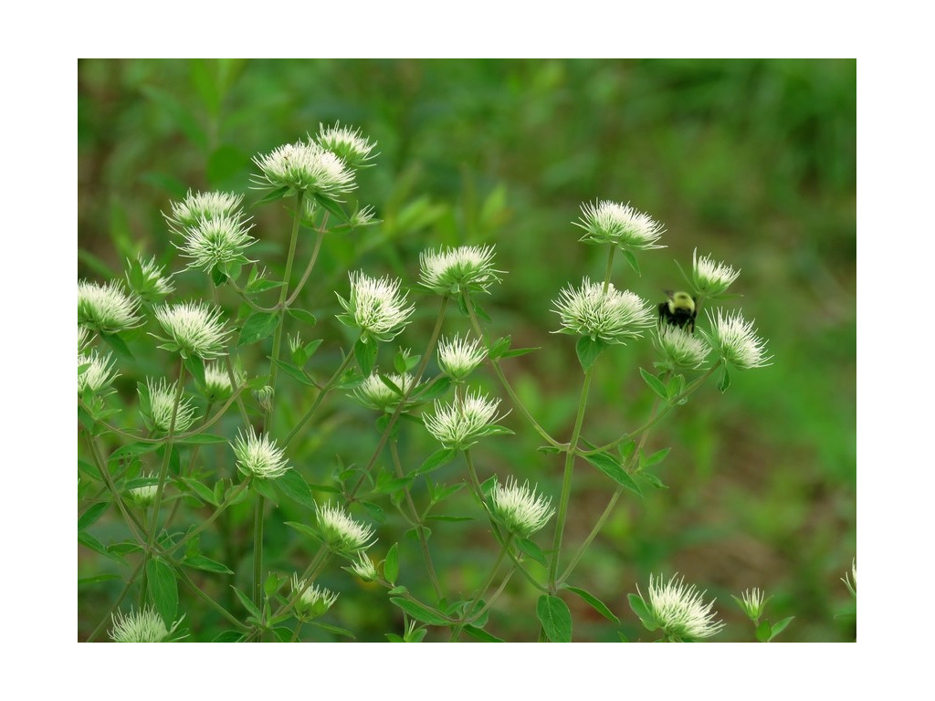 PYCNANTHEMUM FLEXUOSUM