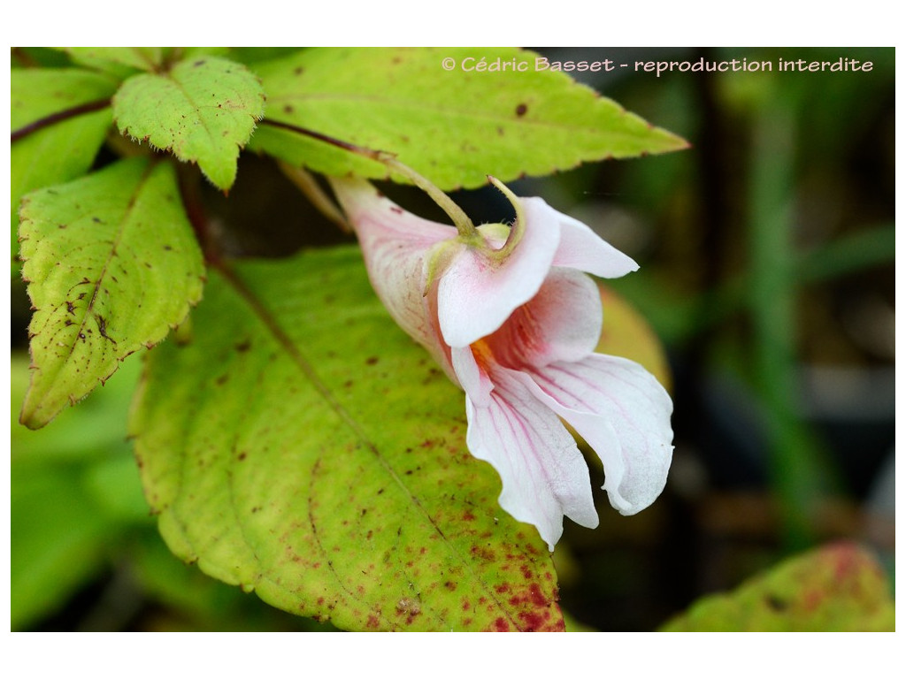 IMPATIENS PIUFANENSIS