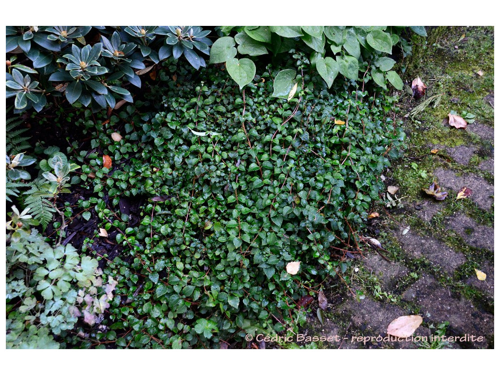 HYDRANGEA ANOMALA 'BROOKSIDE LITTLE LEAF'