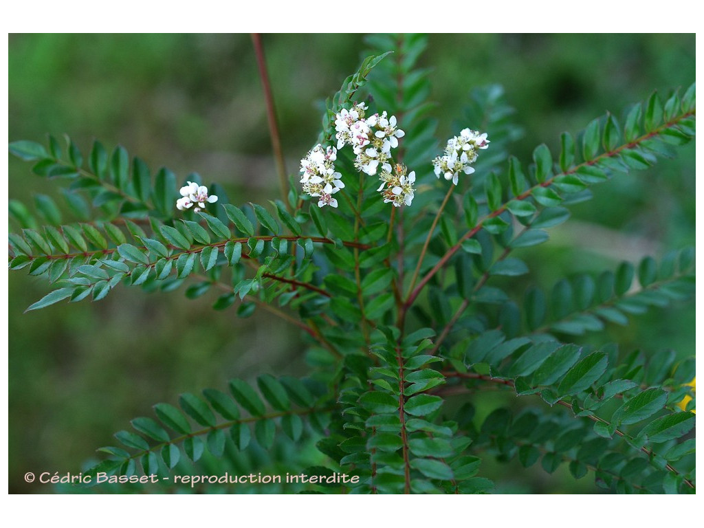 SORBUS PSEUDOVILMORINII