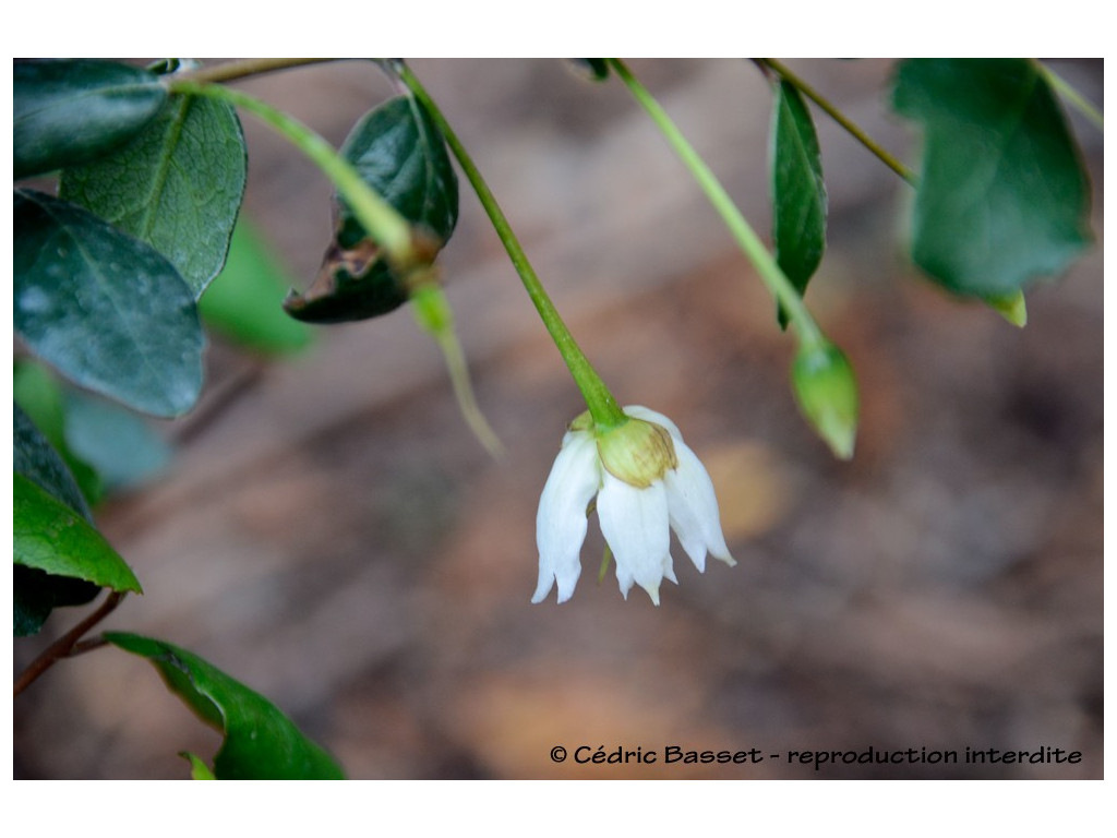 CRINODENDRON PATAGUA