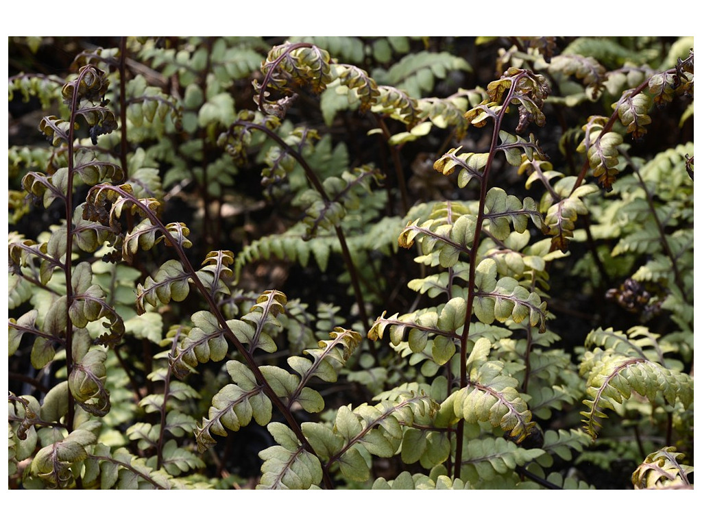 ATHYRIUM OTOPHORUM var.OKANUM ATHYRIUM OTOPHORUM var.OKANUM