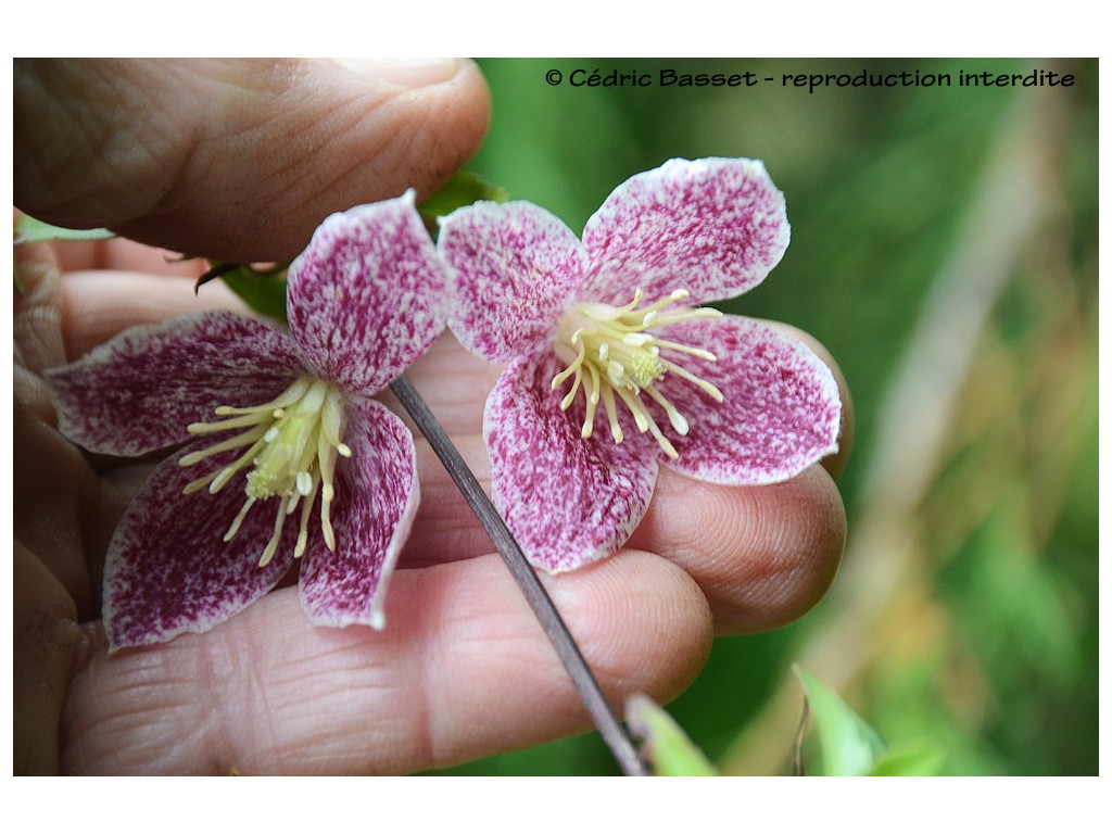 CLEMATIS CIRRHOSA 'FRECKLES'