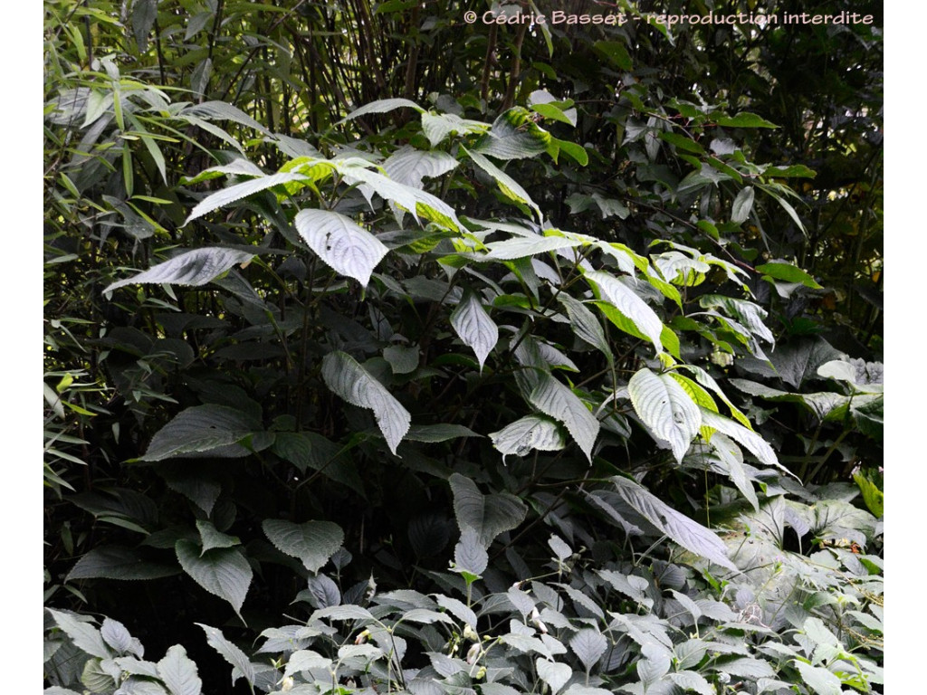 STROBILANTHES aff.ORESBIA MLB