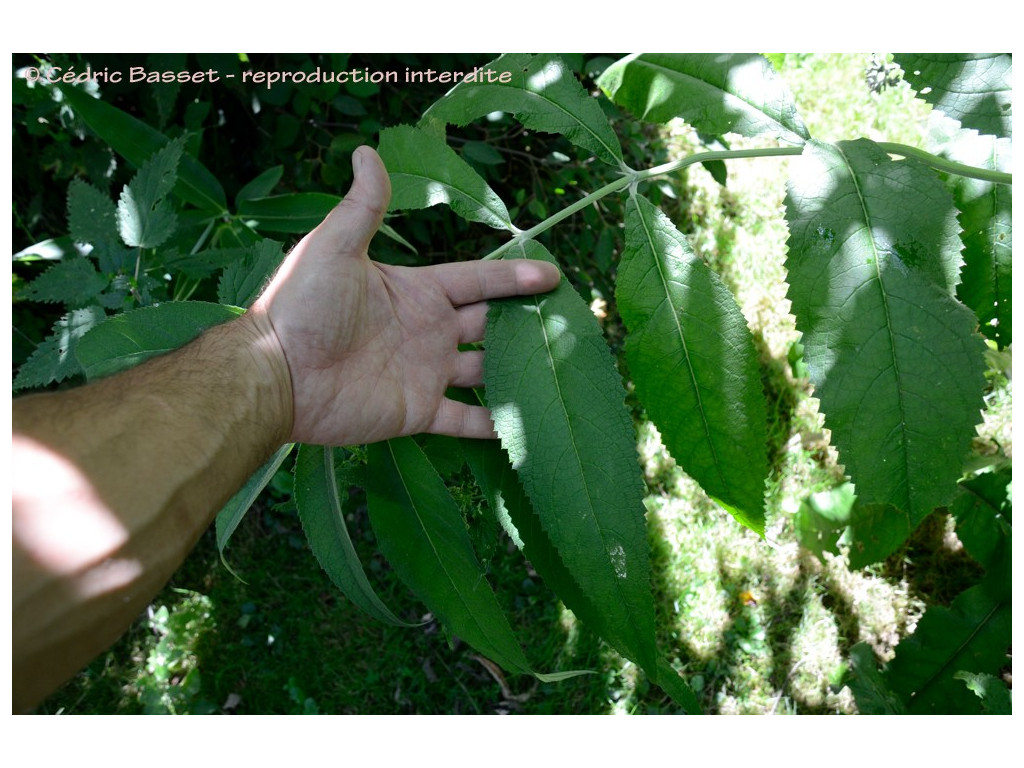 BUDDLEJA NIVEA var.YUNNANENSIS