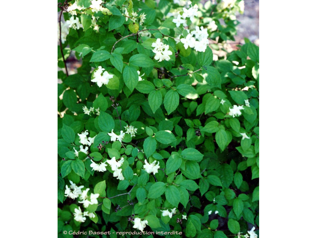 PHILADELPHUS CAUCASICUS GE3740 PHILADELPHUS CAUCASICUS GE3740