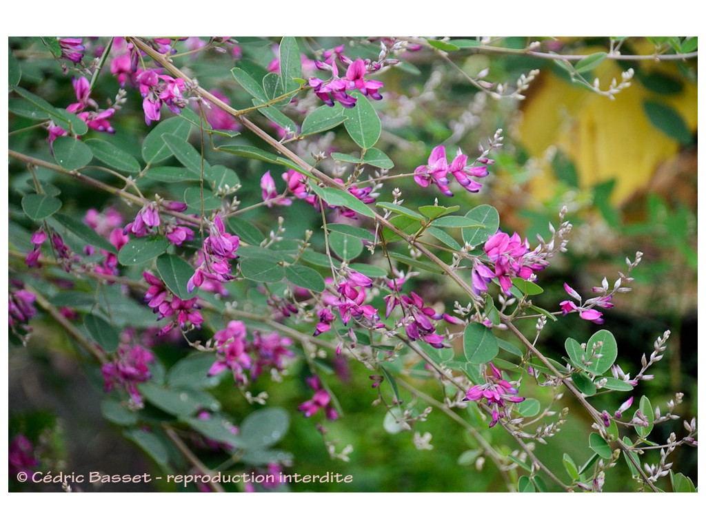 LESPEDEZA LIUKIUENSIS