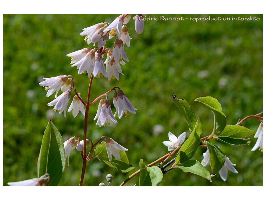 DEUTZIA PULCHRA 'PINK TINGED FORM'