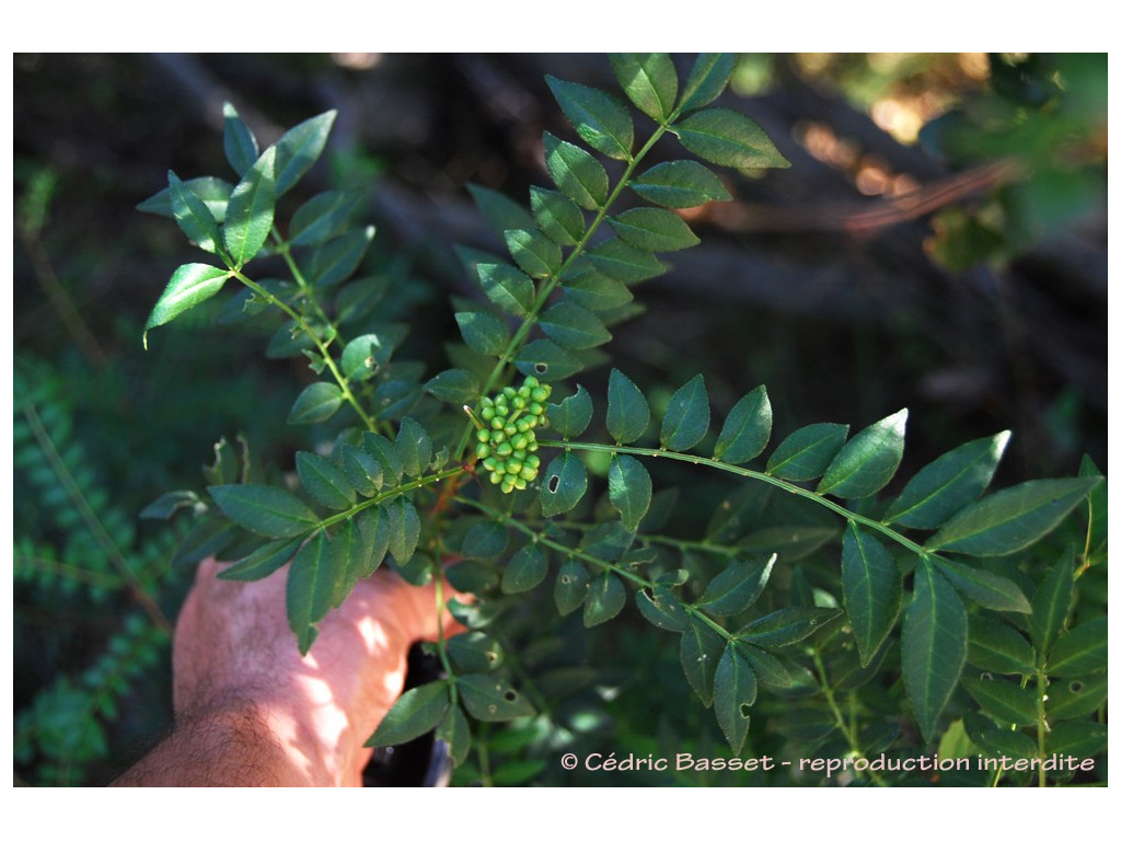 ZANTHOXYLUM SCHINIFOLIUM ZANTHOXYLUM SCHINIFOLIUM