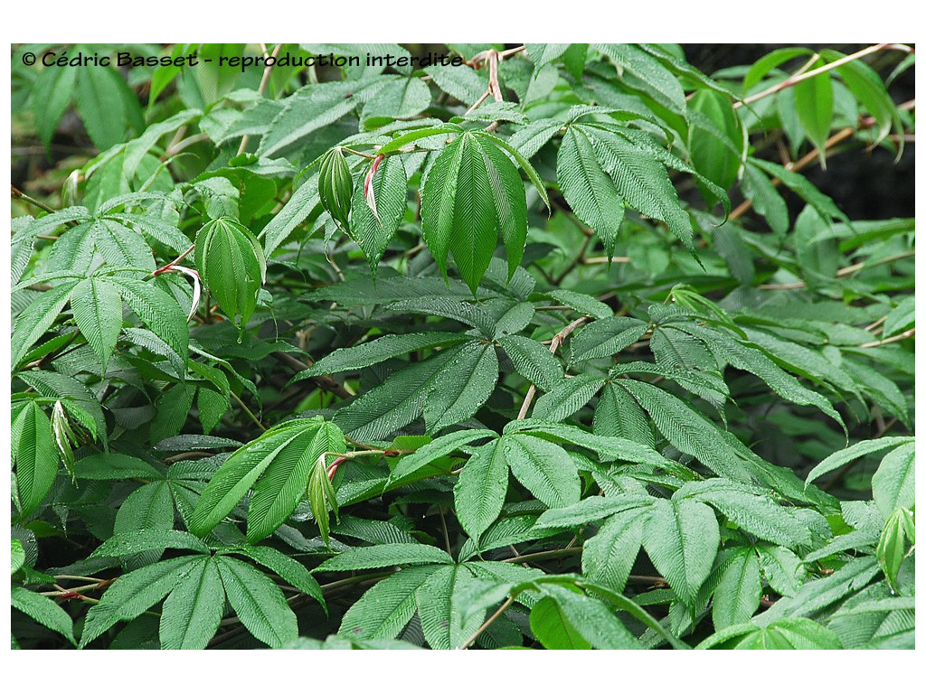 RUBUS LINEATUS