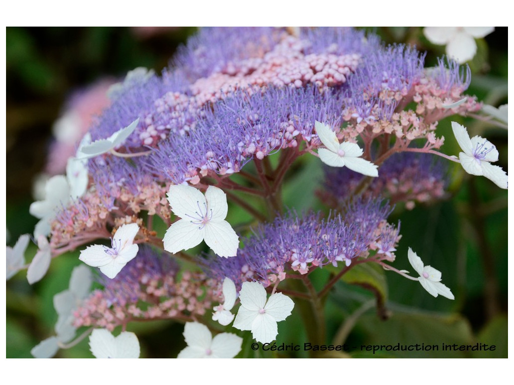 HYDRANGEA ASPERA 'TAIWAN PINK'