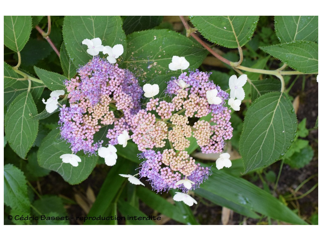 HYDRANGEA KAWAKAMII