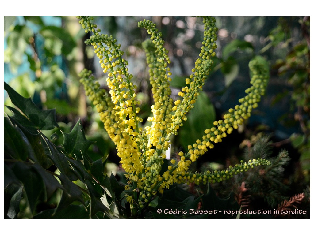 MAHONIA SHERIDANIANA 'OGISU'